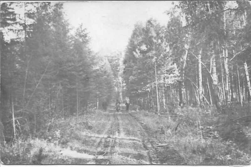 Archival photograph captioned “The road to new Tangui”. The forest track evokes the early development of the new site; the source does not identify the exact year or people pictured.