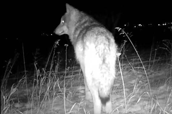 Волк бродит вблизи поселка Прибойный в Братском районе