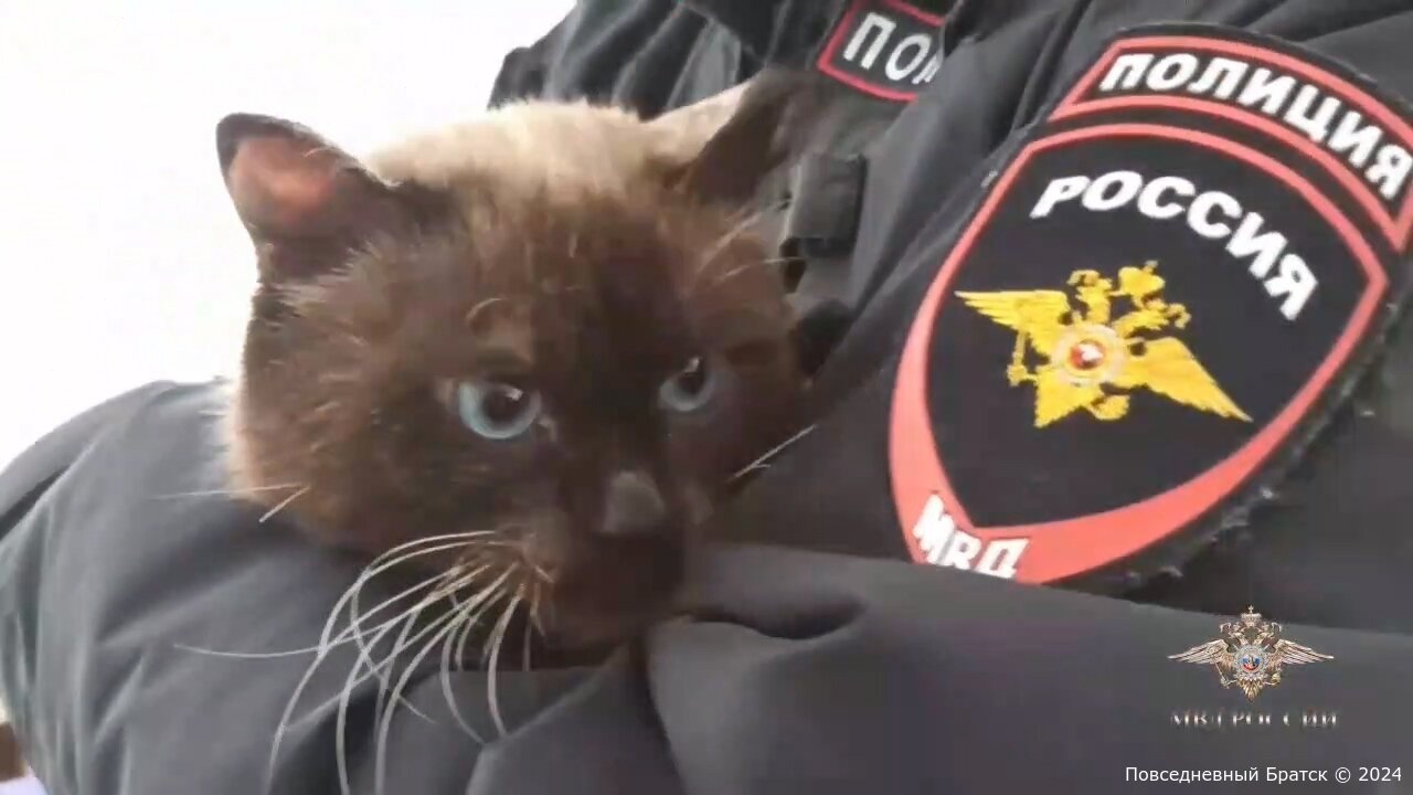 Полиция Братска спасла сбитого на улице кота